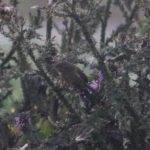 Dartford Warbler, Beddington Farmlands (Z Pannifer).