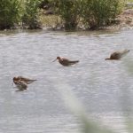Black-tailed Godwits, Beddington Farmlands (M Keenan).