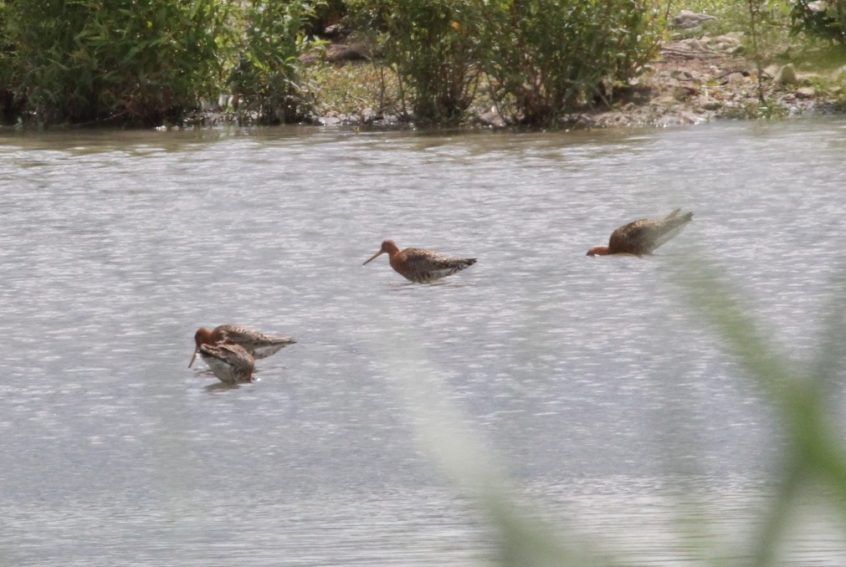 Black-tailed Godwits, Beddington Farmlands (M Keenan). Black-tailed Godwits, Beddington Farmlands (M Keenan).