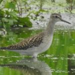 Wood Sandpiper, Beddington Farmlands (D Warren).