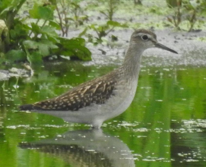 Wood Sandpiper, Beddington Farmlands (D Warren). Wood Sandpiper, Beddington Farmlands (D Warren).