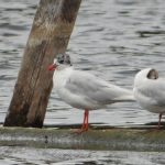 Mediterranean Gull, Thorpe Park (J Snell).