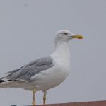 Yellow-legged Gull, Kingston upon Thames (T Inns).