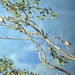 Pied (right) and Spotted Flycatchers, Leith Hill (W Attridge).