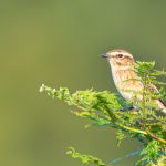 Whinchat, Richmond Park (T Inns).