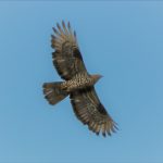 Honey Buzzard, Whitmoor Common (M Fincham).