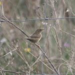 Grasshopper Warbler, Beddington Farmlands (Z Pannifer).