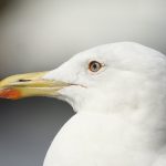 Yellow-legged Gull, Walton-on-Thames (D Harris).