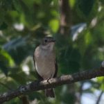 Pied Flycatcher, Chobham Common (E Sames).