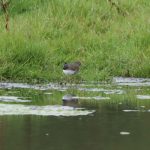 Green Sandpiper, Holmethorpe SP (G Hay).