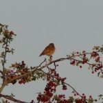 Whinchat, Mercers CP (G Hay).