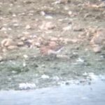 Dunlin, London Wetland Centre (A Salmon).