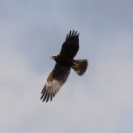Marsh Harrier, London Wetland Centre (A Wilkinson).