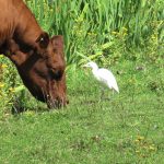 Cattle Egret, London Wetland Centre (J Reeves).