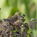 Grasshopper Warbler, Dunsfold (E Stubbs).