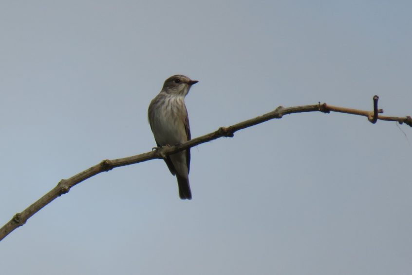 Spotted Flycatcher, Clandon Park (S Chastell). Spotted Flycatcher, Clandon Park (S Chastell).