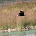 Marsh Harrier, Beddington Farmlands (A Dutta).