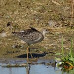 Ruff, London Wetland Centre (D Wells).