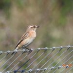 Whinchat, Beddington Farmlands (D Warren).