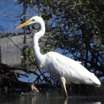 Great Egret, Bolder Mere (J Snell).
