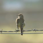 Yellow Wagtail, Mercers CP (G Hay).