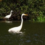 Great Egret, Bolder Mere (L Bugby).