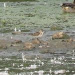 Little Stint, Beddington Farmlands (I Jones).