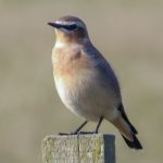 Wheatear, Newchapel (K Noble).