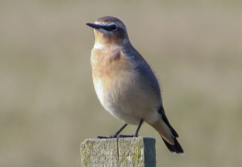 Wheatear, Newchapel (K Noble). Wheatear, Newchapel (K Noble).