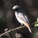Redstart, Wandle Meadow (D Element).