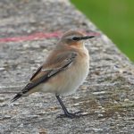Wheatear, Island Barn Reservoir (J Snell).
