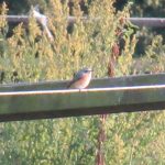 Redstart, Richmond Park (J Reeves).