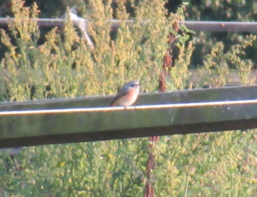 Redstart, Richmond Park (J Reeves). Redstart, Richmond Park (J Reeves).