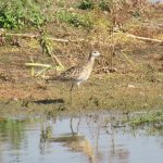 Ruff, London Wetland Centre (J Reeves).