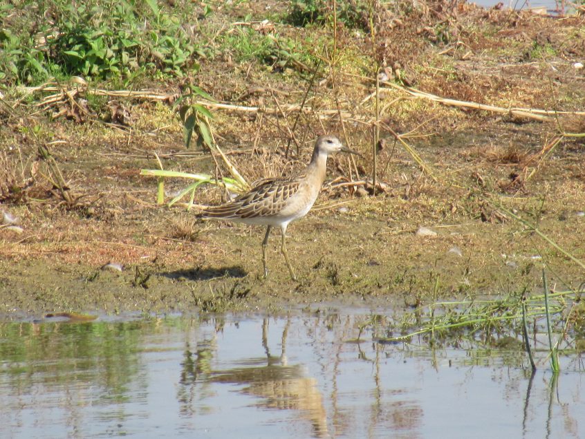 Ruff, London Wetland Centre (J Reeves). Ruff, London Wetland Centre (J Reeves).