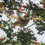 Tree Pipit, Richmond Park (J Reeves).