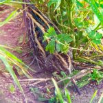 Jack Snipe, Beddington Farmlands (D Bulling).