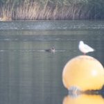 Common Scoter, Frensham Great Pond (E Stubbs).