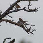 Water Pipit, Thursley Common (E Stubbs).