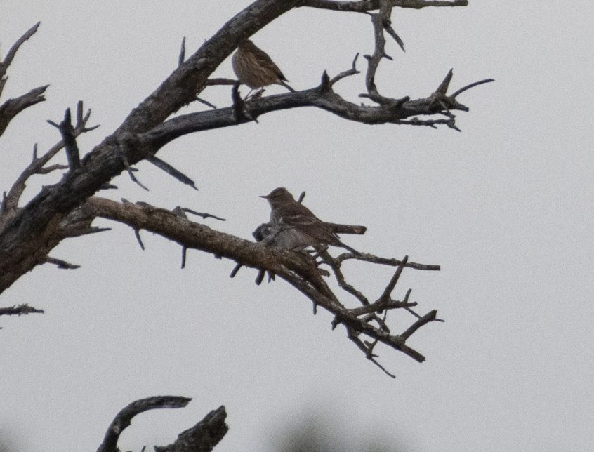 Water Pipit, Thursley Common (E Stubbs). Water Pipit, Thursley Common (E Stubbs).