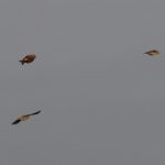 Crossbills, Leith Hill (W Attridge).