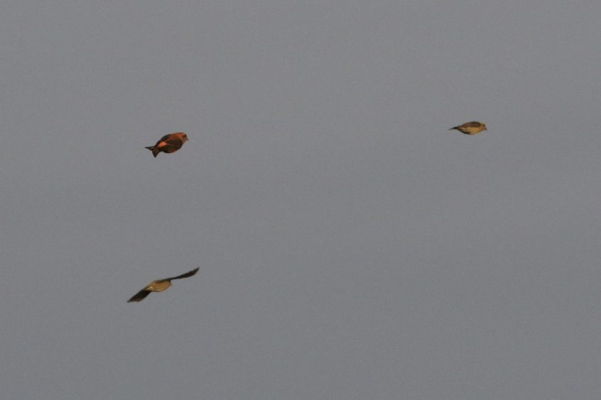 Crossbills, Leith Hill (W Attridge). Crossbills, Leith Hill (W Attridge).