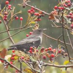 Ring Ouzel, Winterfold Heath (P Evans).
