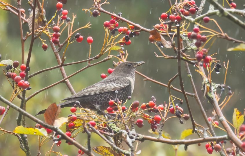 Ring Ouzel, Winterfold Heath (P Evans). Ring Ouzel, Winterfold Heath (P Evans).