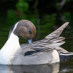 Pintail, Richmond Park (T Inns).