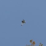 Short-eared Owl, Holmethorpe SP (G Hay).