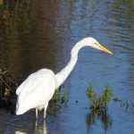 Great Egret, Beddington Farmlands (D Warren).