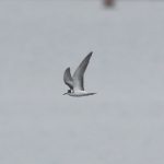 Black Tern, Island Barn Reservoir (D Harris).