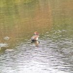 Red-crested Pochard, London Wetland Centre (A Wilkinson).