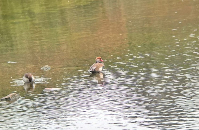 Red-crested Pochard, London Wetland Centre (A Wilkinson). Red-crested Pochard, London Wetland Centre (A Wilkinson).